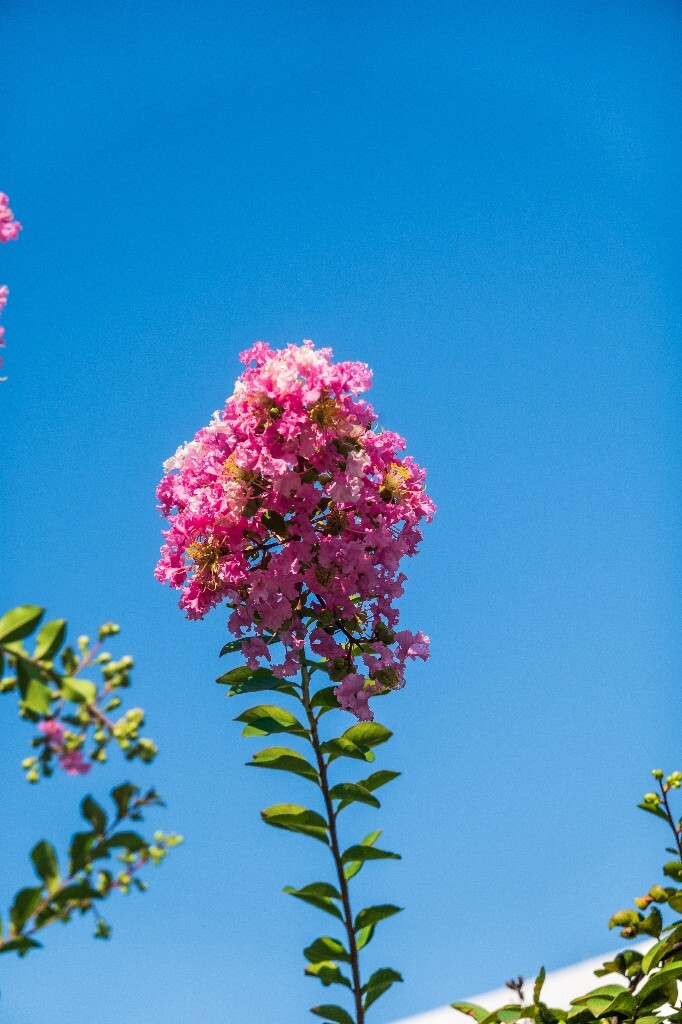 入惊儿树、百日红、满堂红、痒痒树、紫金花、紫兰花、蚊子花、西洋水杨梅、无皮树