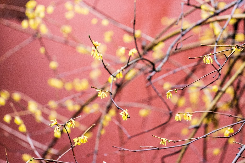 腊梅 植物 花朵 花儿 摄影 风光 自然 红墙 钱王祠 屋檐 梅花