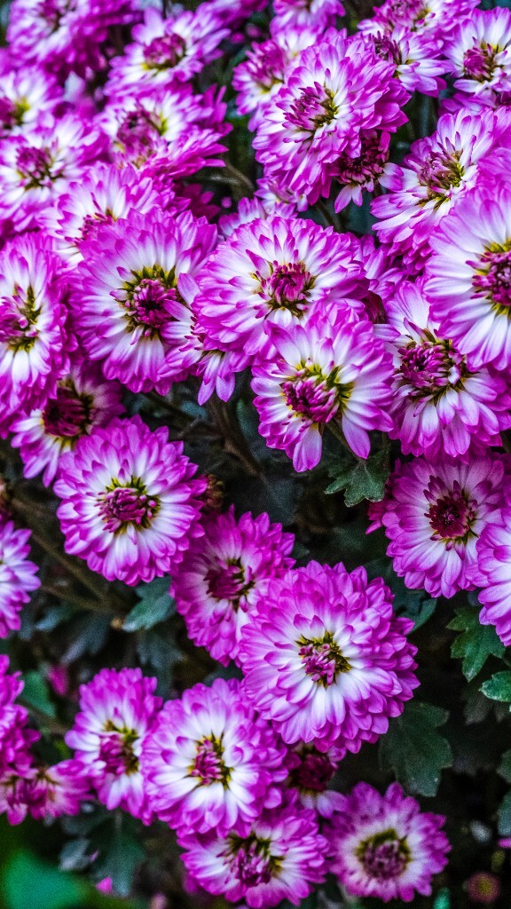 菊花 寿客 金英 黄华 秋菊 陶菊 日精 女华 延年 隐逸花 家菊 植物 菊花 盛开的菊花 花朵花儿 摄影