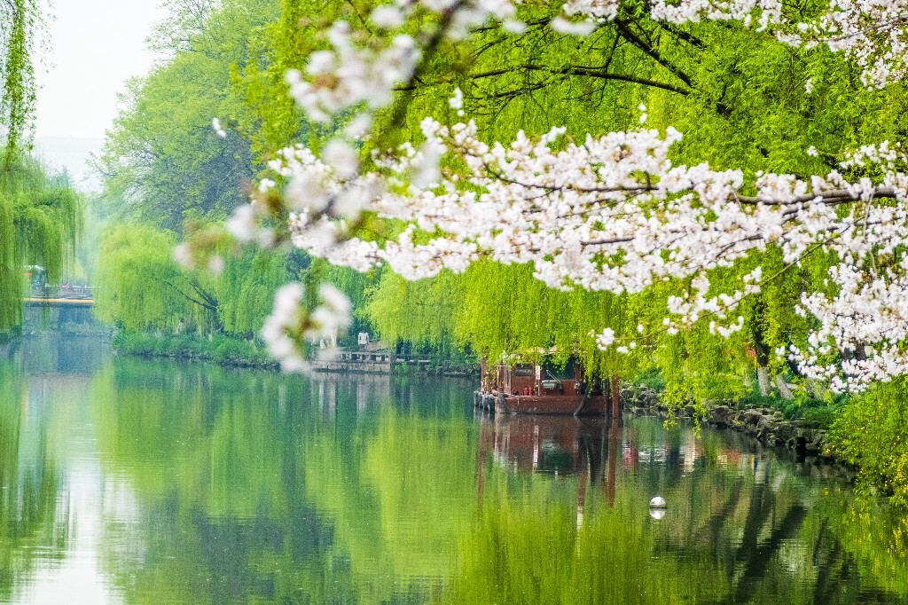 樱花 自然 风光 自然风光 盛开的樱花 花草 花朵 旅行