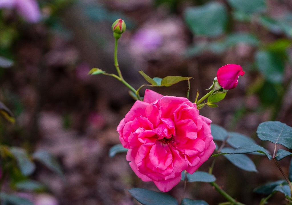 月季花 花中皇后 月月红 月月花 长春花 四季花 胜春 摄影 风光 植物 花朵 花儿