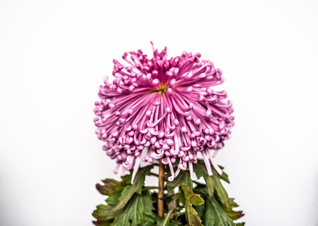 菊花 寿客 金英 黄华 秋菊 陶菊 日精 女华 延年 隐逸花 家菊 花儿 盛开的菊花