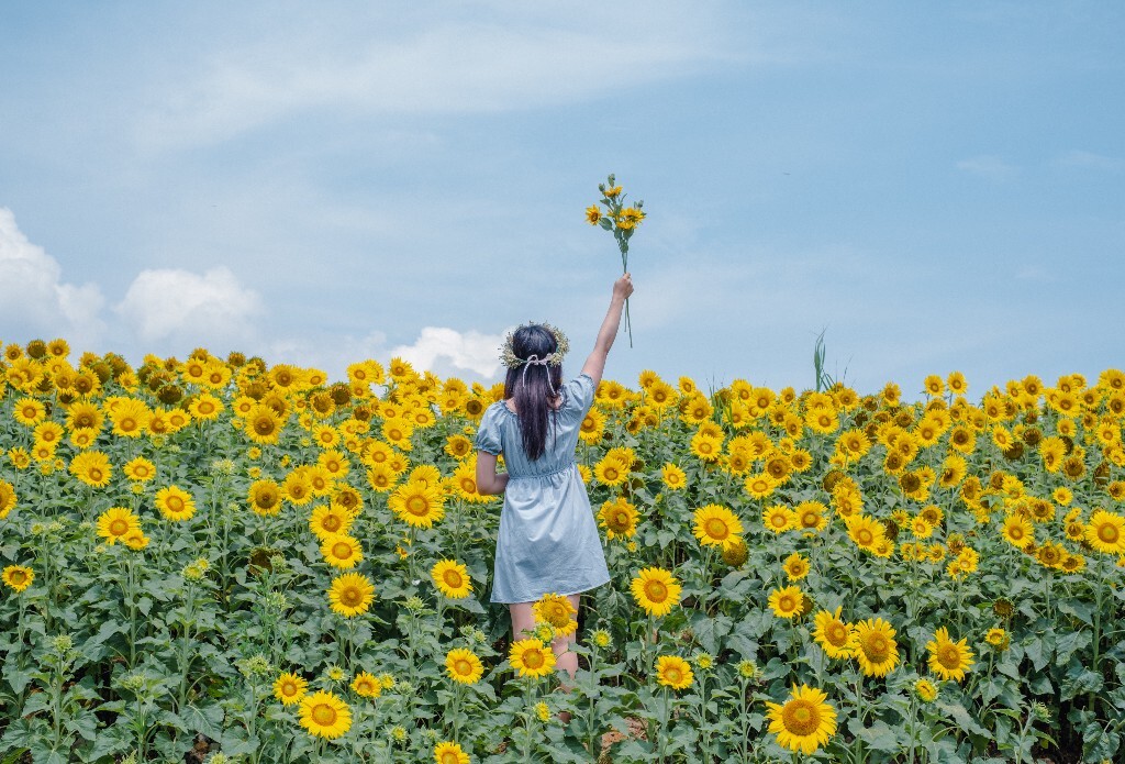 人像 背影 自然 风光 向日葵 花海 太阳花 转日莲