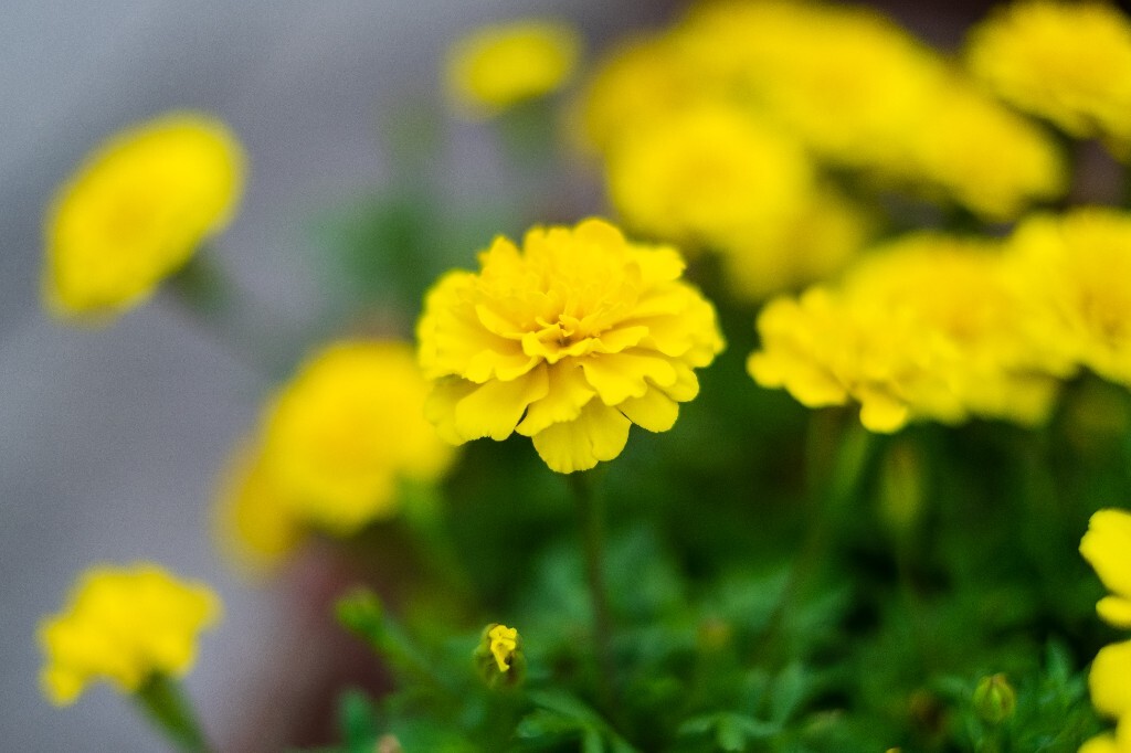 臭芙蓉 万寿灯 蜂窝菊 臭菊花 蝎子菊 金菊花 万寿菊  花朵 花儿 摄影 