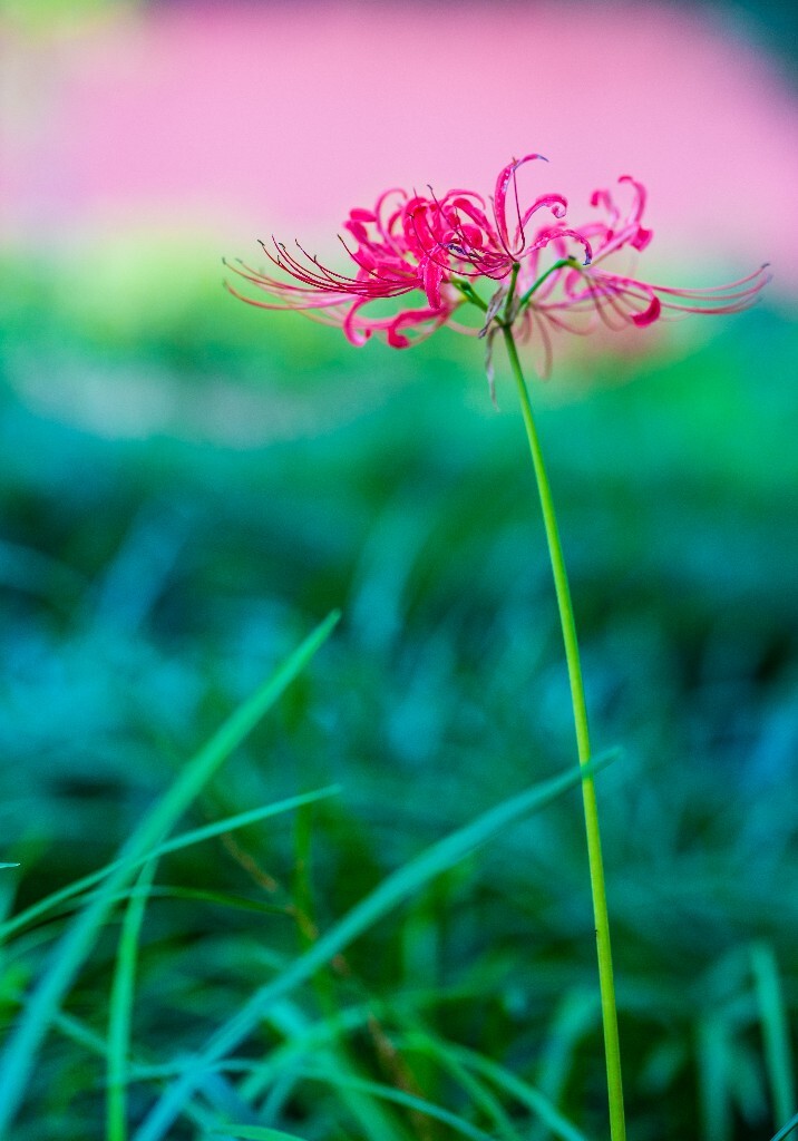彼岸花 曼珠沙华 死人花 引魂之花 幽灵花 地狱花