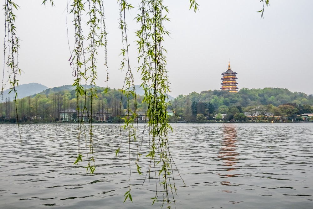 西湖 柳树 风光 自然 西湖风光 西湖柳树 雷锋塔 旅行 旅游