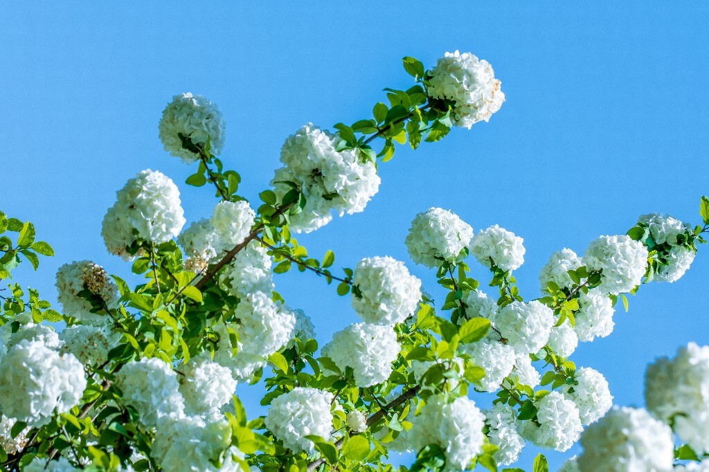绣球 八仙花 粉团花 草绣球 紫绣球 紫阳花 山绣球