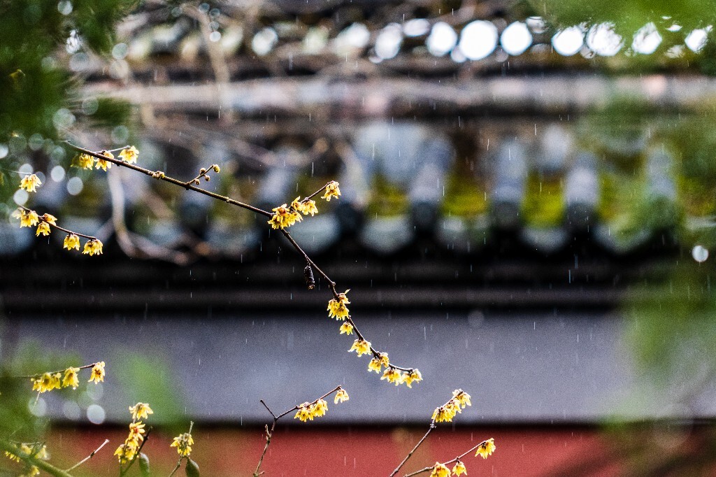 梅花 腊梅 风光 摄影 自然 植物 微距 旅行 建筑 钱王祠