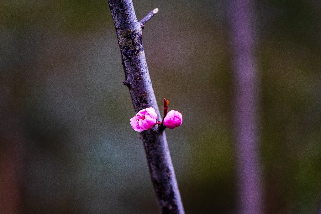 桃花 植物 花朵 花儿 风光 微距 摄影 自然风光 盛开的桃花