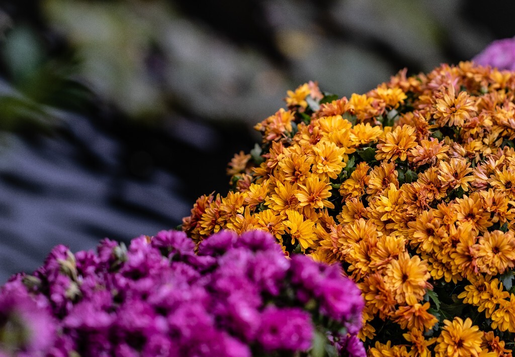 菊花 寿客 金英 黄华 秋菊 陶菊 日精 女华 延年 隐逸花 家菊 花儿 盛开的菊花