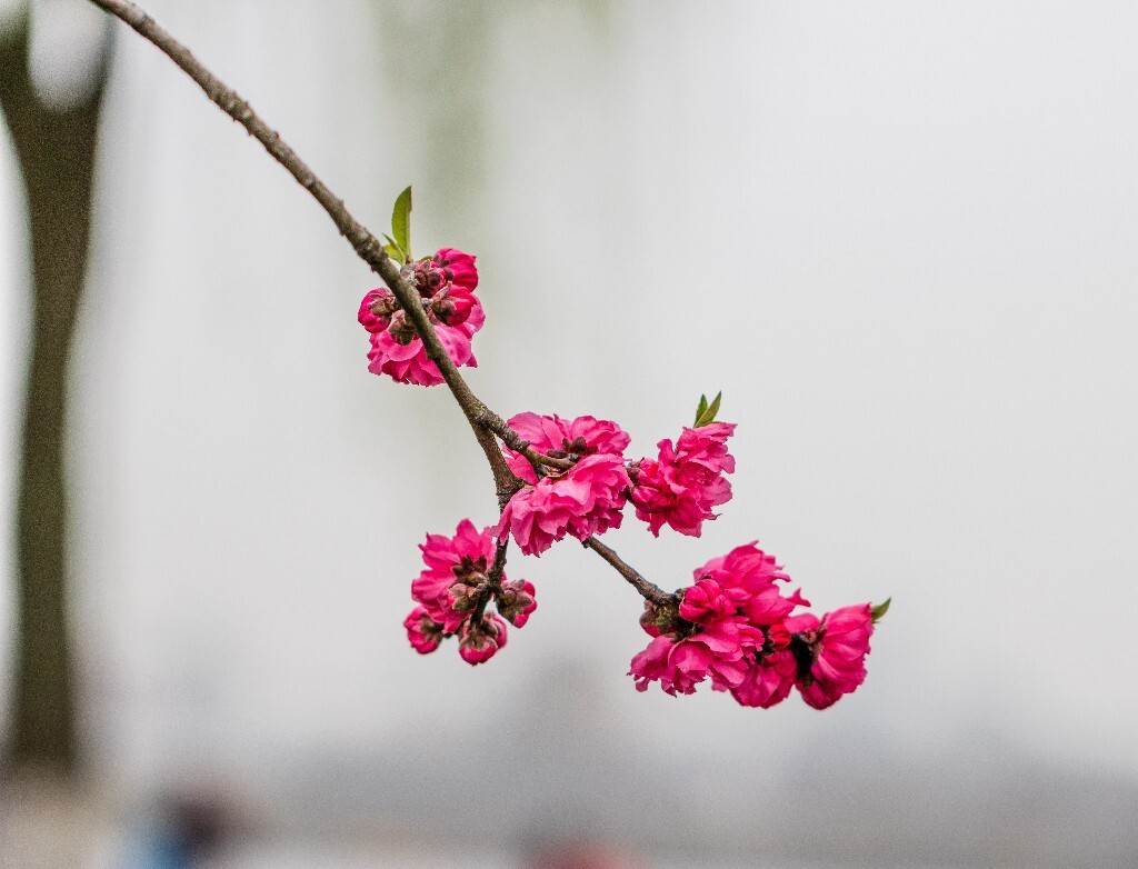 西湖桃花 桃花 自然 微距 风光 色彩 西湖之春 春天 桃红柳绿 西湖三月天