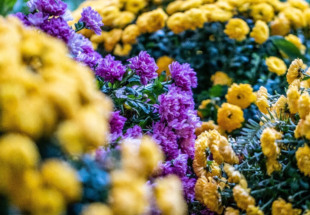 菊花 寿客 金英 黄华 秋菊 陶菊 日精 女华 延年 隐逸花 家菊 花儿 盛开的菊花