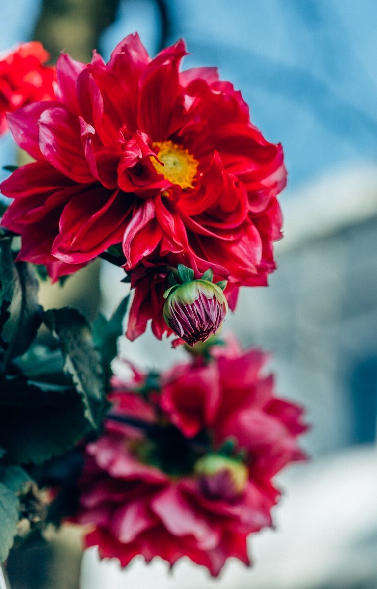 将离 离草 婪尾春 容 犁食 没骨花 黑牵夷 红药 芍药 植物 花草 花卉 摄影