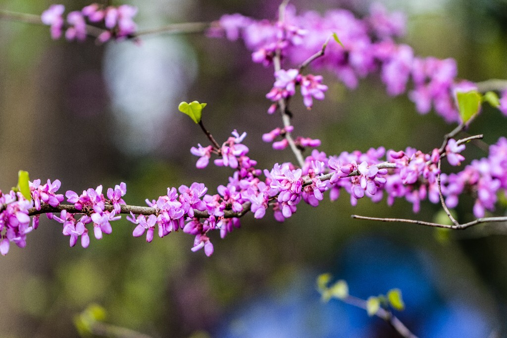 紫荆 黄山紫荆 紫色紫荆 植物 花朵 花儿 风光
