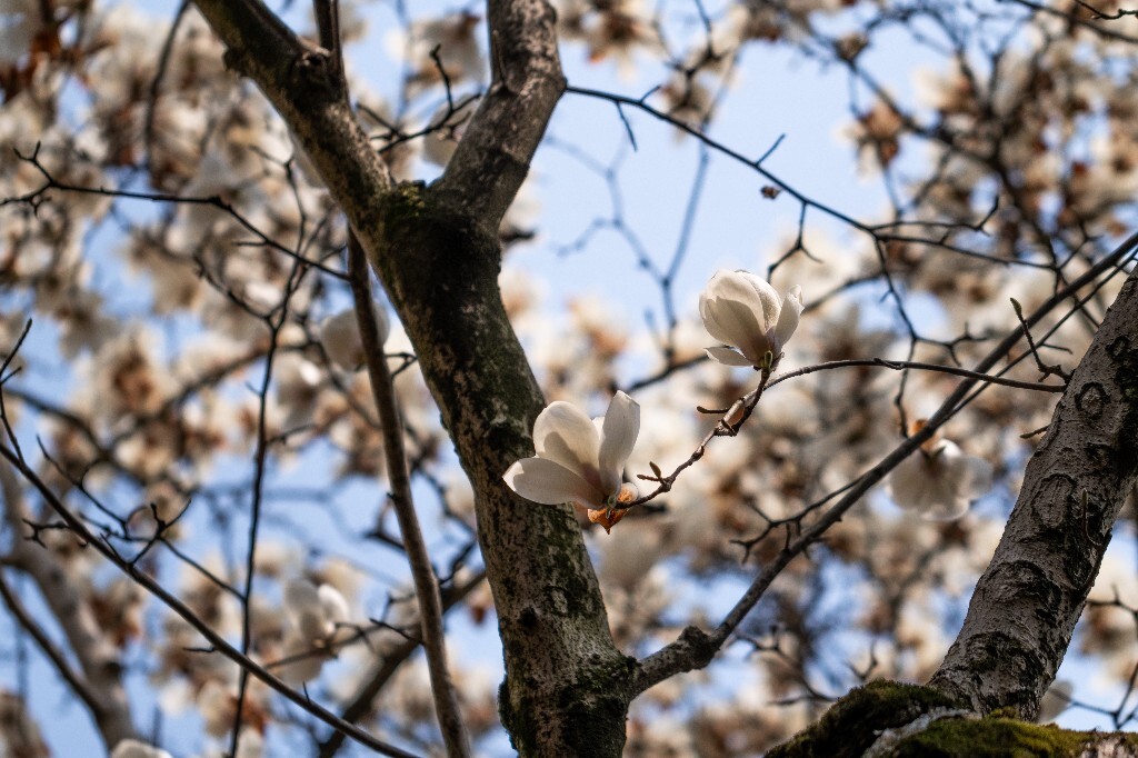 玉兰 玉兰花 植物 微距 摄影 风光 自然 法喜寺 500年玉兰 旅行 白色的玉兰