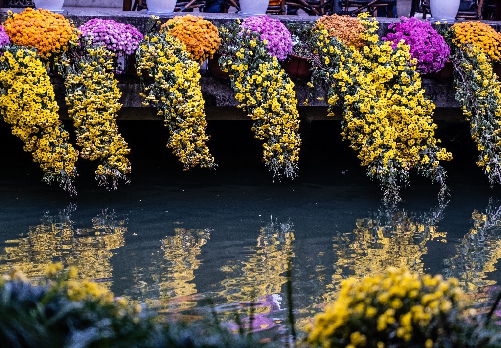 菊花 寿客 金英 黄华 秋菊 陶菊 日精 女华 延年 隐逸花 家菊 花儿 盛开的菊花