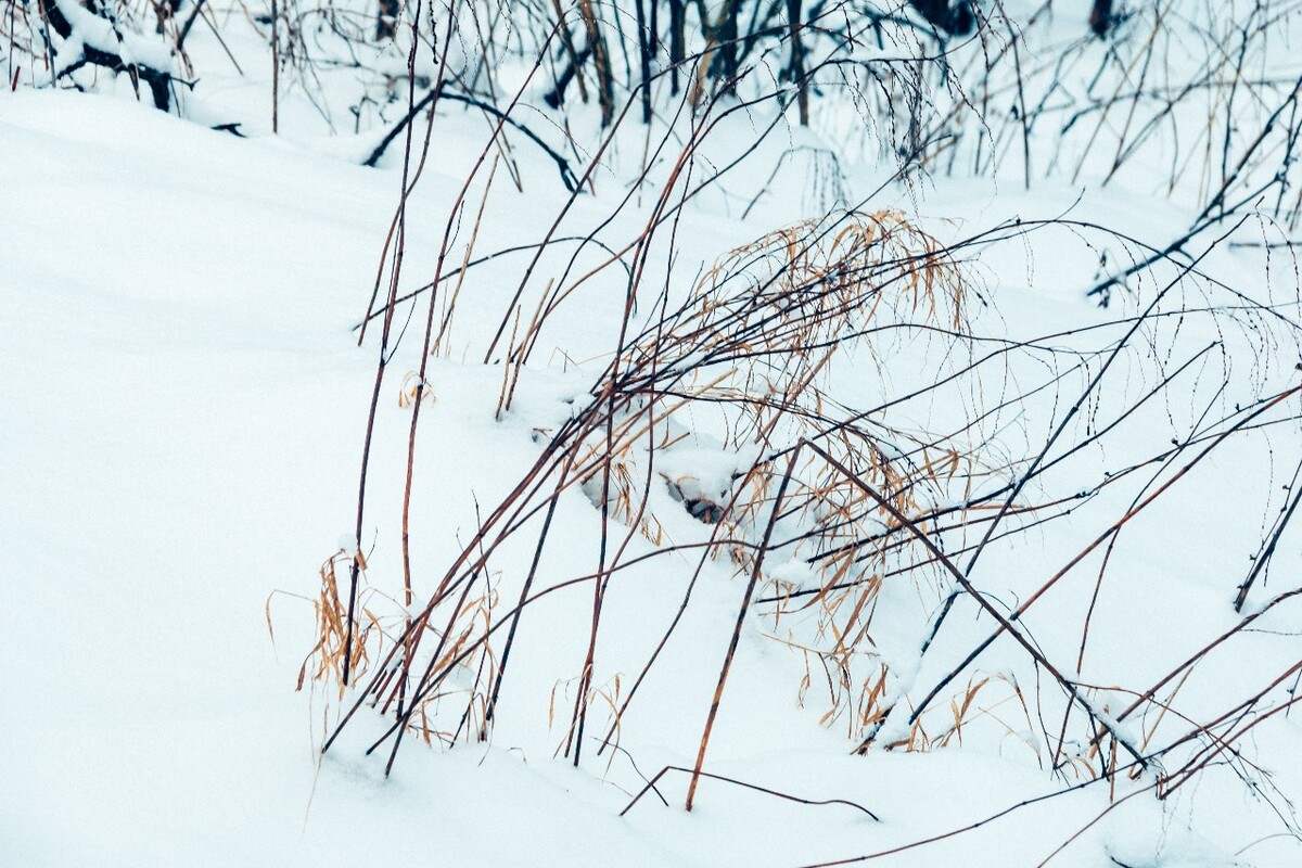 植物 雪景 大自然 自然 雪中的植物 白雪 黄山雪景 索道 黄山 森林雪景