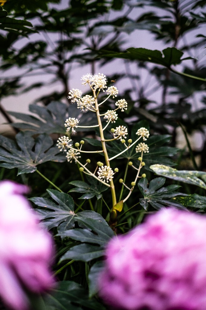 八角金盘 植物 花朵 花儿 风光 摄影 自然  旅行