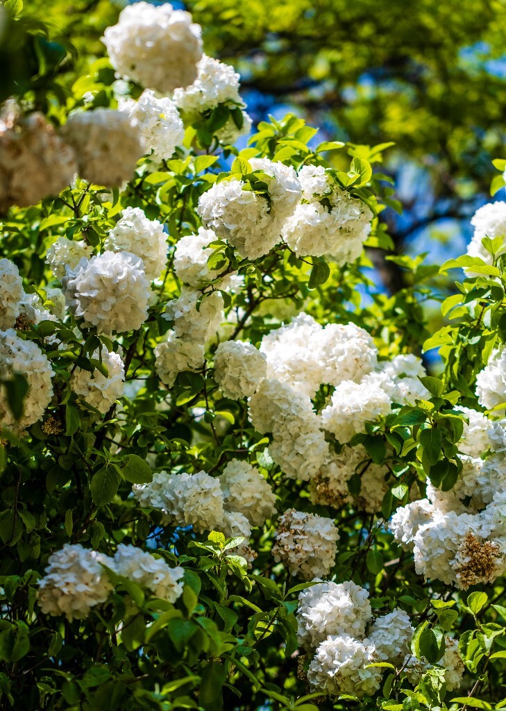 八仙花 粉团花 草绣球 紫绣球 紫阳花 绣球 木绣球 山绣球 摄影 植物 风光 摄影