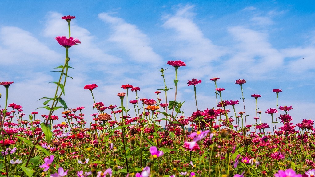 百日菊 百日草 步步高 火球花 对叶菊 秋罗 步步登高 不等高 植物 摄影 风光 自然 蓝天白云 白云