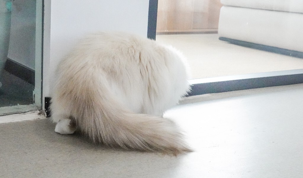 猫 动物 喵星人 宠物 猫猫 图片 摄影