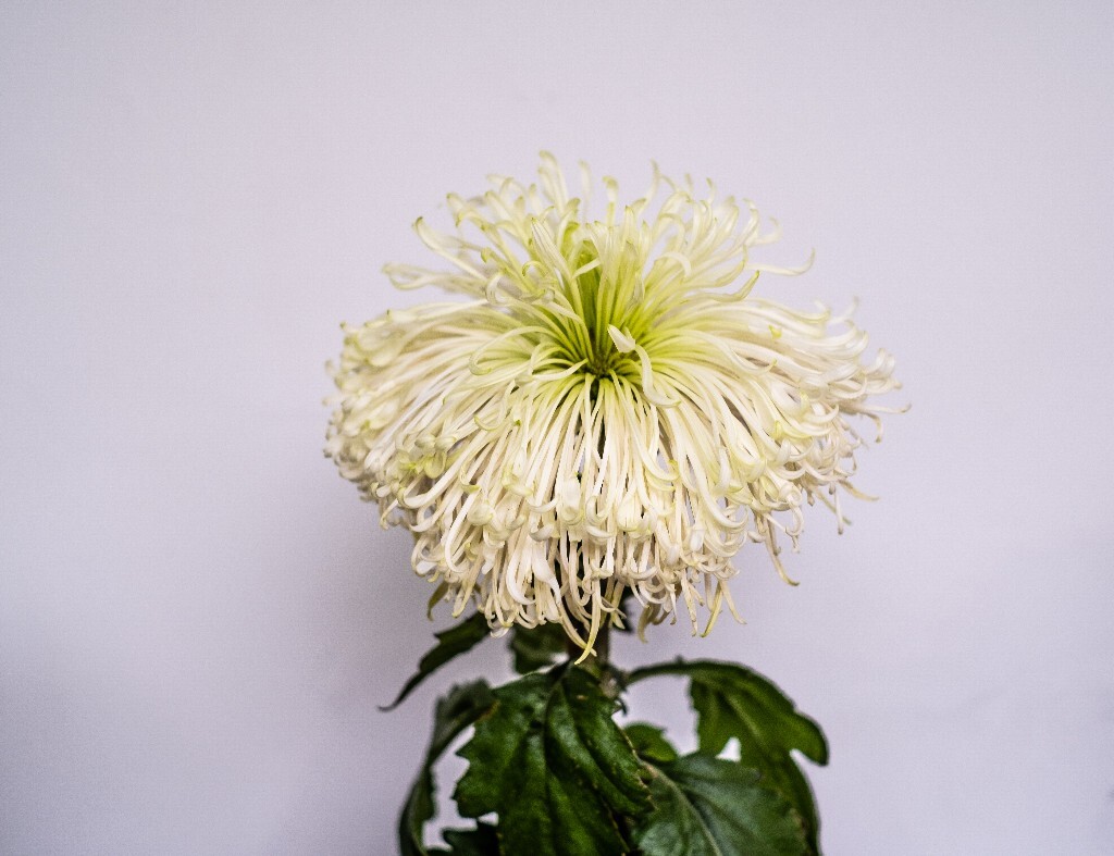 菊花 寿客 金英 黄华 秋菊 陶菊 日精 女华 延年 隐逸花 家菊 花儿 盛开的菊花