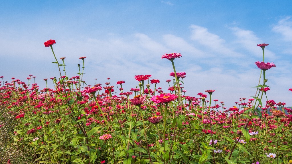 风景图片高清真实花草图片