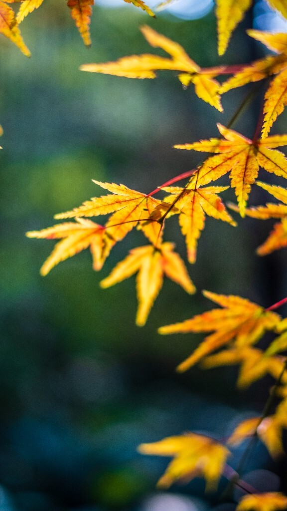 枫叶 红叶 秋天 植物 风光 摄影 自然 旅行 叶子