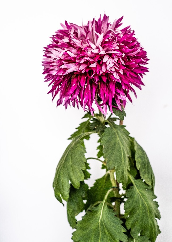 菊花 寿客 金英 黄华 秋菊 陶菊 日精 女华 延年 隐逸花 家菊 花儿 盛开的菊花