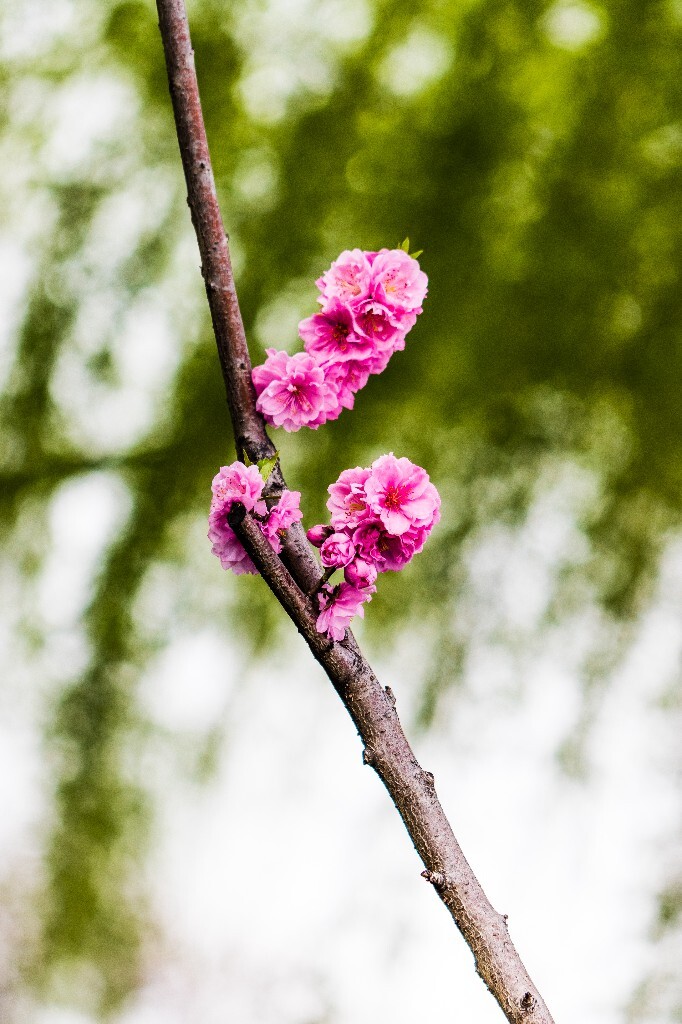 西湖桃花 桃花 自然 微距 风光 色彩 西湖之春 春天 桃红柳绿 西湖三月天