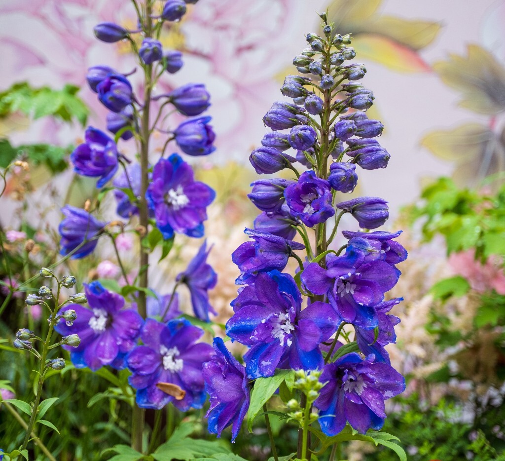 高翠雀花  穗花翠雀  植物 花朵 花儿  风光
