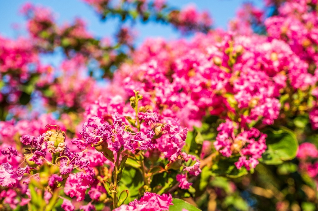 紫薇花 鹭鸶花 五里香 红薇花 百日红 佛相花 满堂红 怕痒花 猴刺脱 痒痒花 宝幡花、五爪金龙 狗骨头 紫金标 紫兰花 阿米茶 紫荆花 紫金花 蚊子花 植物 花朵 微距 风光 自然 色彩