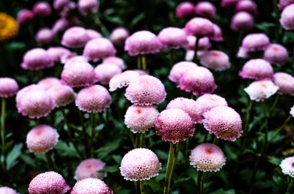 菊花 寿客 金英 黄华 秋菊 陶菊 日精 女华 延年 隐逸花 家菊 花儿 盛开的菊花
