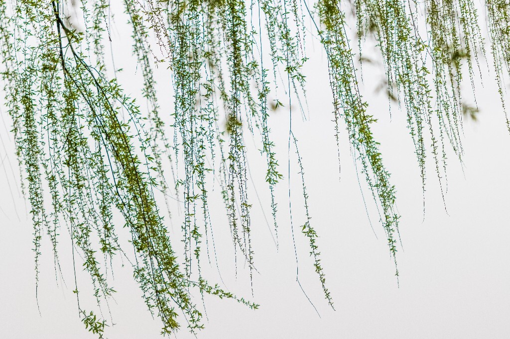 植物 风光 西湖柳树 西湖风光 自然 环境 西湖之春 自然 鸳鸯 自然 西湖春天