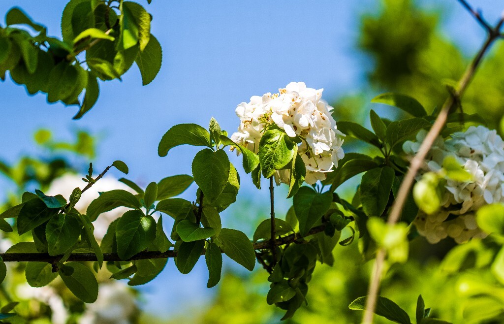 八仙花 粉团花 草绣球 紫绣球 紫阳花 绣球 木绣球 摄影 植物