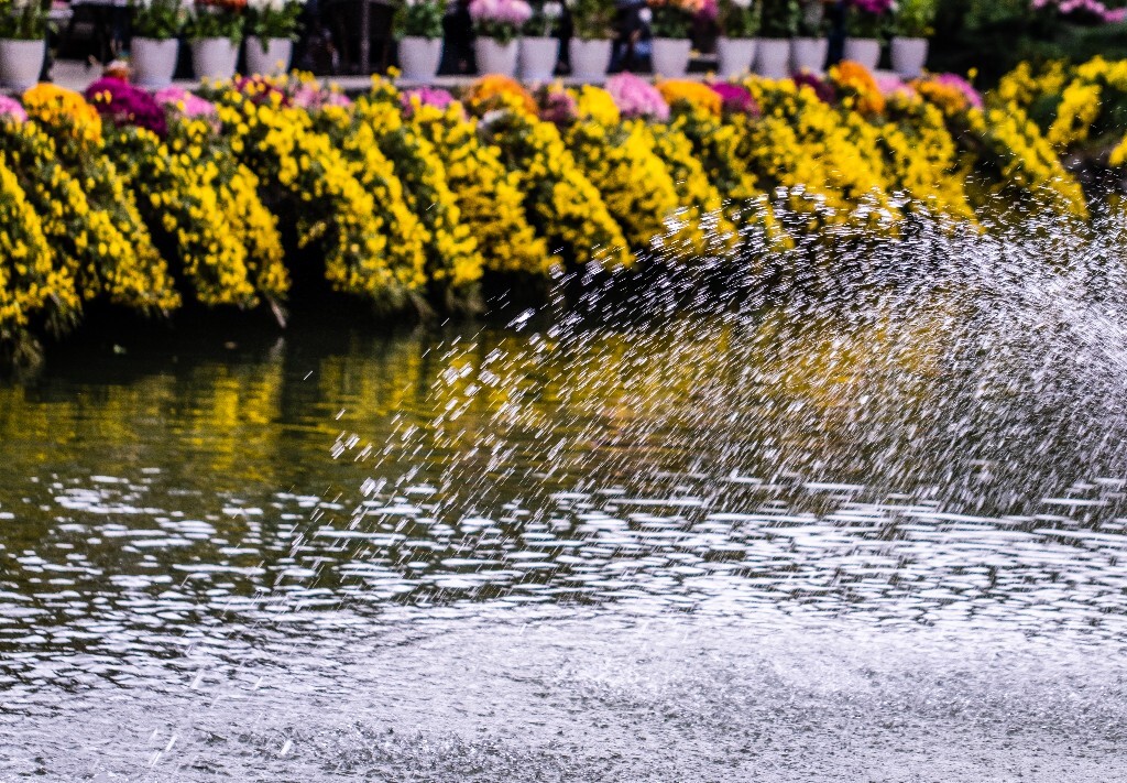 菊花 寿客 金英 黄华 秋菊 陶菊 日精 女华 延年 隐逸花 家菊 花儿 盛开的菊花