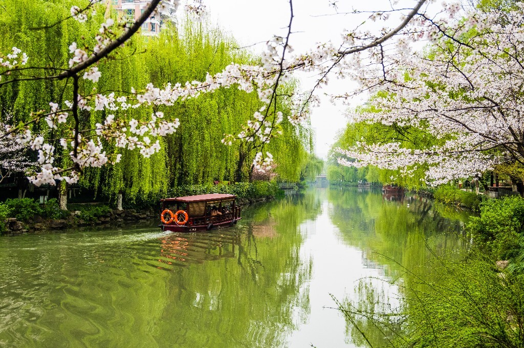 樱花 自然 风光 自然风光 盛开的樱花 花草 花朵 旅行