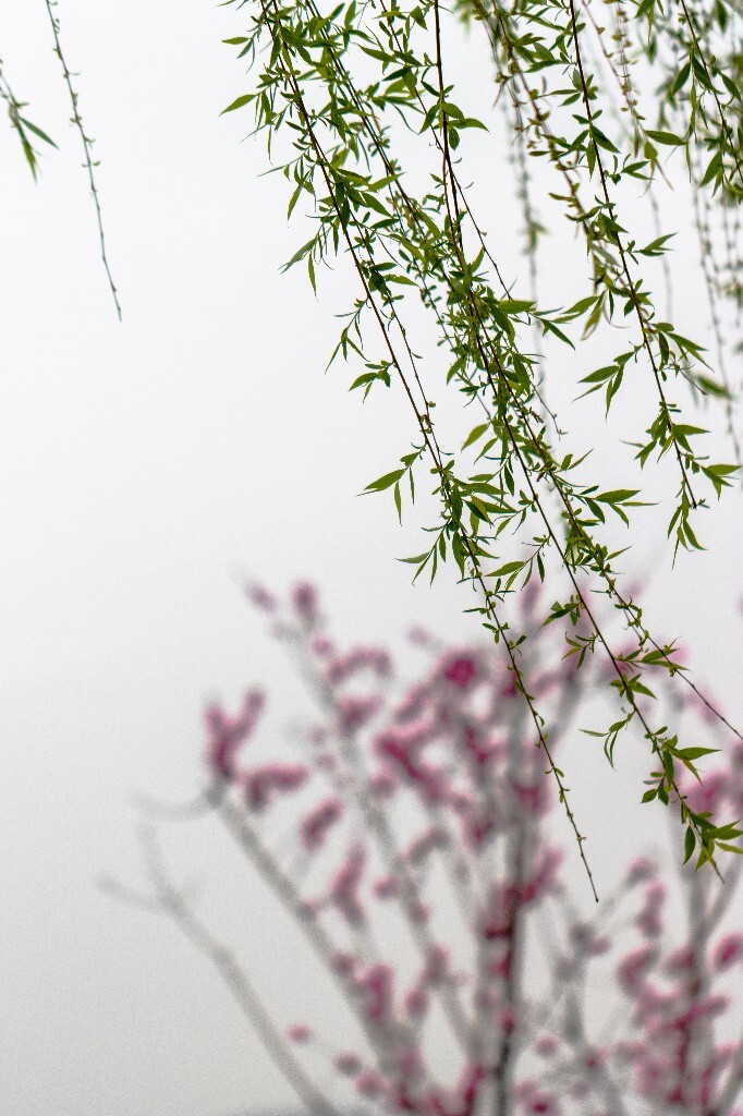 桃花柳绿 春桃夏柳 西湖桃柳 西湖桃花 西糊柳树 植物 微距 花朵 花儿 风光 西湖风光 自然风光 摄影