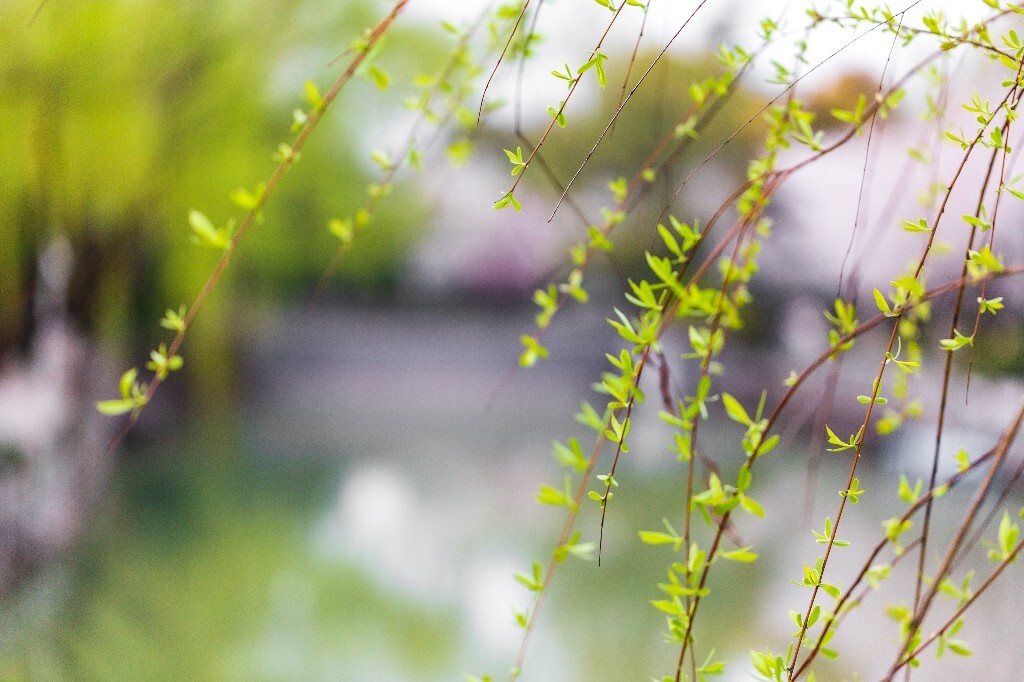柳树 柳枝 柳丫 春天 树叶 树枝 风光 自然 植物 摄影 叶子 树