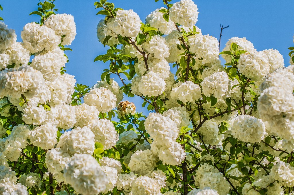 八仙花 粉团花 草绣球 紫绣球 紫阳花 绣球 木绣球 植物 摄影 风光 花朵 花儿 绣球花