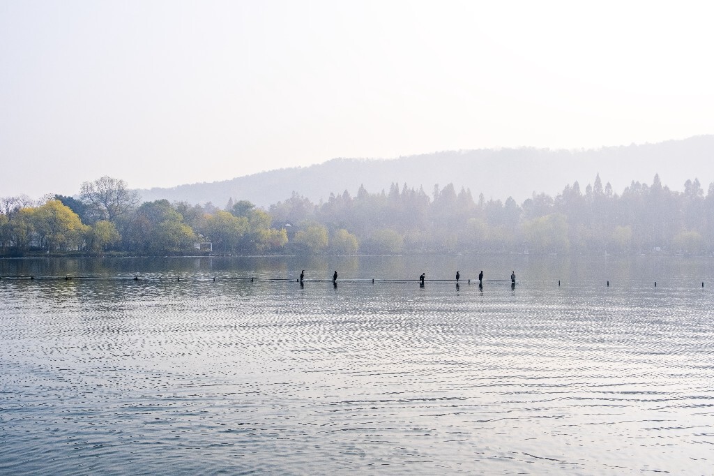 水鸟 西湖风光 自然风景 西湖 旅行 鸟儿 城市风光 杭州西湖