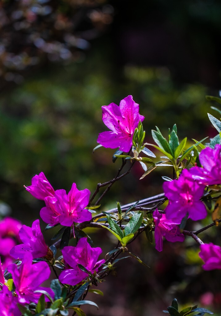 杜鹃花 山踯躅 山石榴 映山红 照山红 唐杜鹃 摄影 旅行 植物 风光 花草