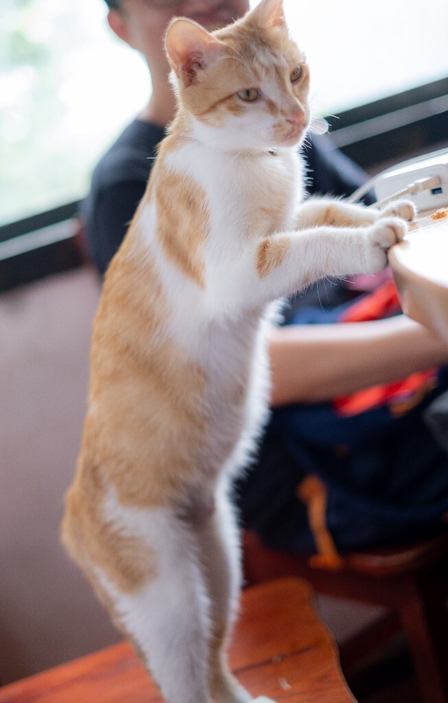 猫猫 喵星人 橘猫 小可爱 可爱的猫猫 街拍 宠物摄影