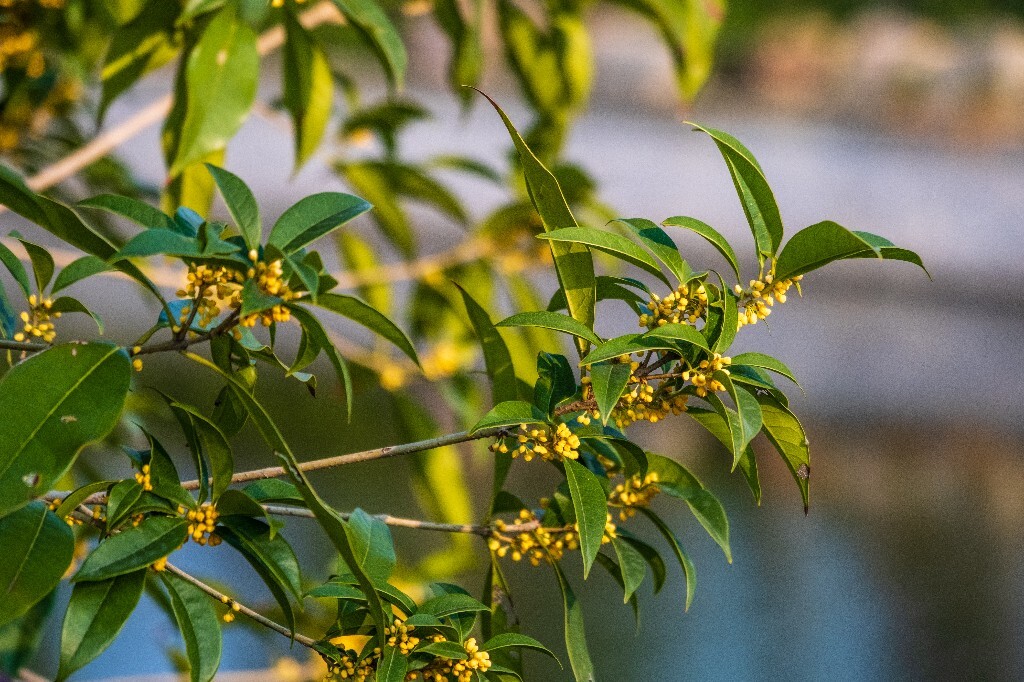 桂花 岩桂 木犀 九里香 金桂 银桂 丹桂 月桂 植物