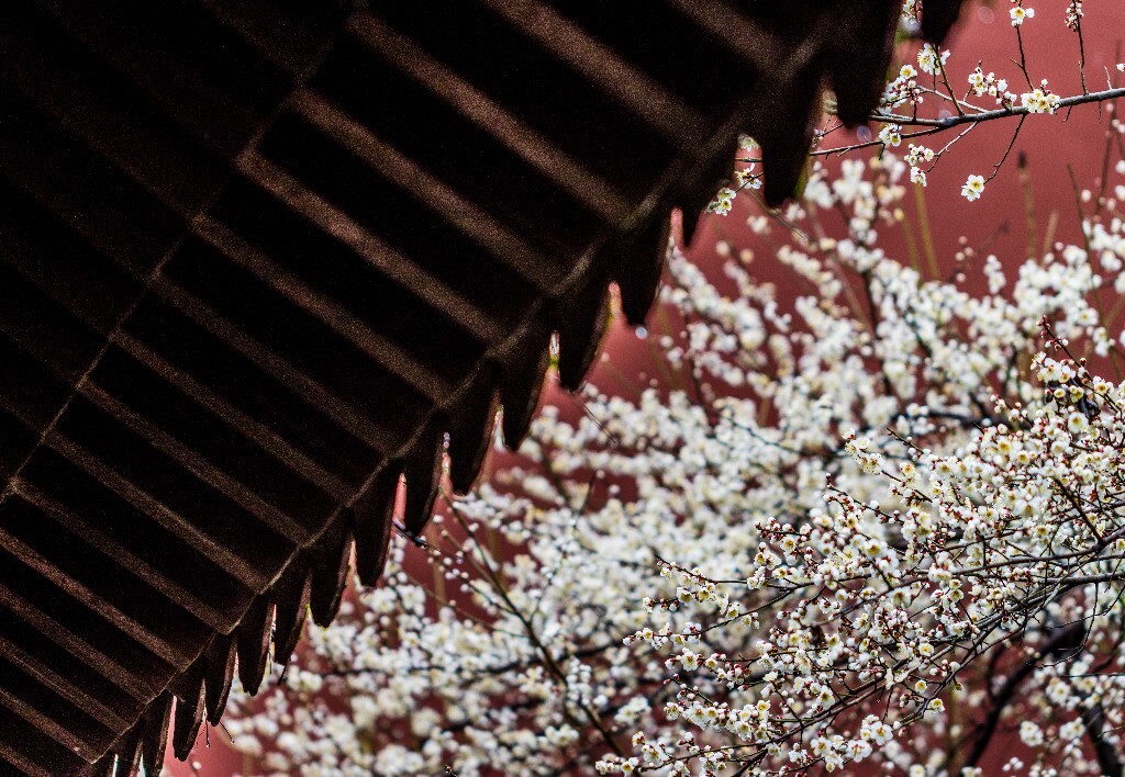 梅花 腊梅 风光 摄影 自然 植物 微距 旅行 建筑 钱王祠