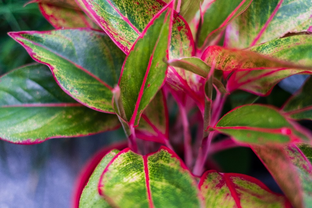 彩叶万年青  风光 摄影 自然  植物  万年青