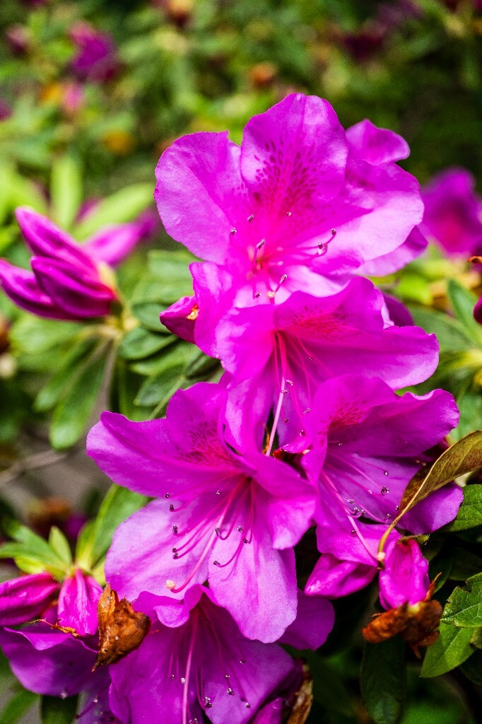 杜鹃花 山踯躅 山石榴 映山红 照山红 唐杜鹃 春鸟花 杜鹃 植物 微距 摄影 风光 自然