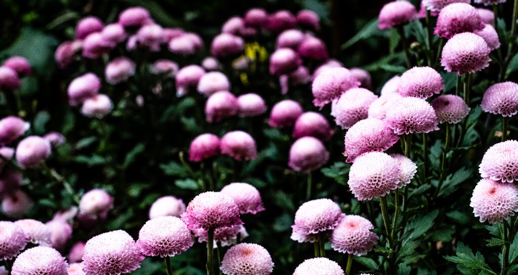 菊花 寿客 金英 黄华 秋菊 陶菊 日精 女华 延年 隐逸花 家菊 花儿 盛开的菊花