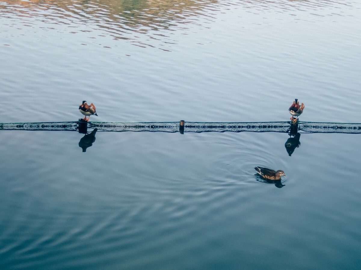 西湖 动物 鸟类 飞禽 鸳鸯 Mandarin Duck 中国官鸭 乌仁哈钦 官鸭 匹鸟 邓木鸟 神话传说中的鸟类 观赏鸟类 爱情鸟类 西湖鸳鸯 人间西湖 鸟的天堂