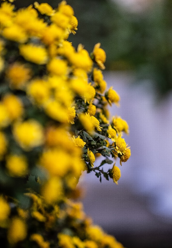 菊花 寿客 金英 黄华 秋菊 陶菊 日精 女华 延年 隐逸花 家菊 花儿 盛开的菊花